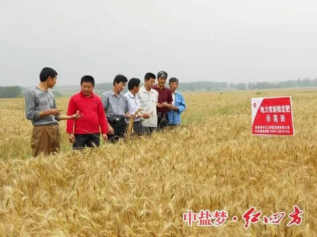 稳定性肥料在小麦作物上表现突出