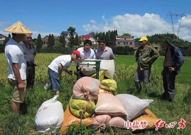 稳定性肥料在水稻上增产明显