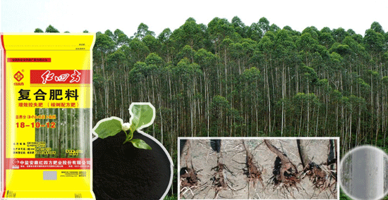 40红四方40%含量腐植酸桉树专用肥助力桉树高产