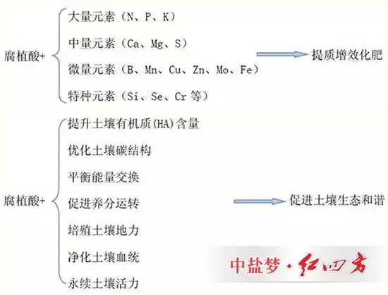 黑金含有的腐植酸能够提质增效化肥，能够促进土壤生态和谐