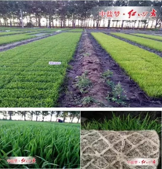 天津市宝坻区黄庄镇小辛码头村水稻秧苗用了红四方45%(24-14-7)增效控失肥后,根系更加发达,叶片更加浓绿,长势旺盛。 天津市宝坻区黄庄镇小辛码头村水稻秧苗用了红四方45%(24-14-7)增效控失肥后,根系更加发达,叶片更加浓绿,长势旺盛。