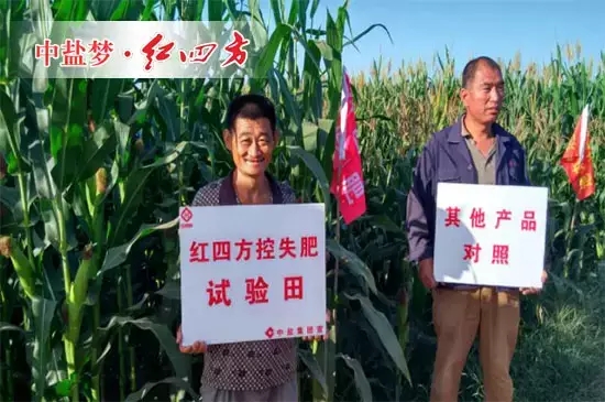 农户在使用了红四方48%(26-10-12)增效控失肥之后,望着身后浓绿的玉米叶片和硕大的玉米棒,不禁喜笑颜开。 农户在使用了红四方48%(26-10-12)增效控失肥之后,望着身后浓绿的玉米叶片和硕大的玉米棒,不禁喜笑颜开。