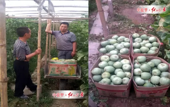 当地种植大户底肥使用了红四方51%(17-17-17)纯硫酸钾双硫基含硝态氮,追肥使用了红四方45%(16-5-24)高塔硝硫基,每7-10天滴灌或者喷施一次红四方140-75-285+2B+1Zn+60有机质液体悬浮水溶肥. 当地种植大户底肥使用了红四方51%(17-17-17)纯硫酸钾双硫基含硝态氮,追肥使用了红四方45%(16-5-24)高塔硝硫基,每7-10天滴灌或者喷施一次红四方140-75-285+2B+1Zn+60有机质液体悬浮水溶肥.