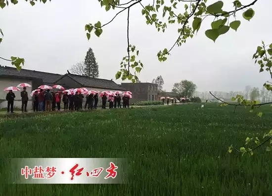 冒雨参观小麦控失肥示范田