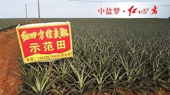 菠萝专用硫酸钾控失肥45%(18-5-22)让菠萝种植户收获美好 菠萝专用硫酸钾控失肥45%(18-5-22)让菠萝种植户收获美好