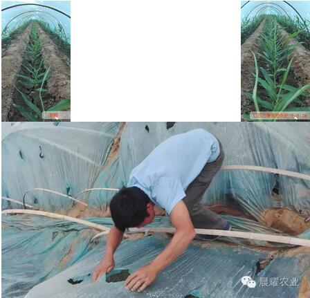 大姜控失硫酸钾复合肥效果展示 大姜控失硫酸钾复合肥效果展示