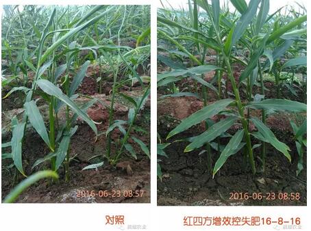 大姜生长对比效果。 大姜生长对比效果。