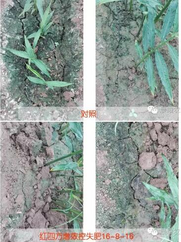 大姜生长对比效果土壤硬化情况较好 大姜生长对比效果土壤硬化情况较好