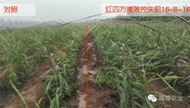 大姜生长长势对比,施用硫酸钾复合肥效果长势明显。 大姜生长长势对比,施用硫酸钾复合肥效果长势明显。