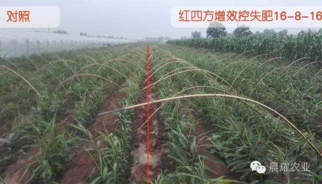 大姜施肥效果展示 大姜施肥效果展示