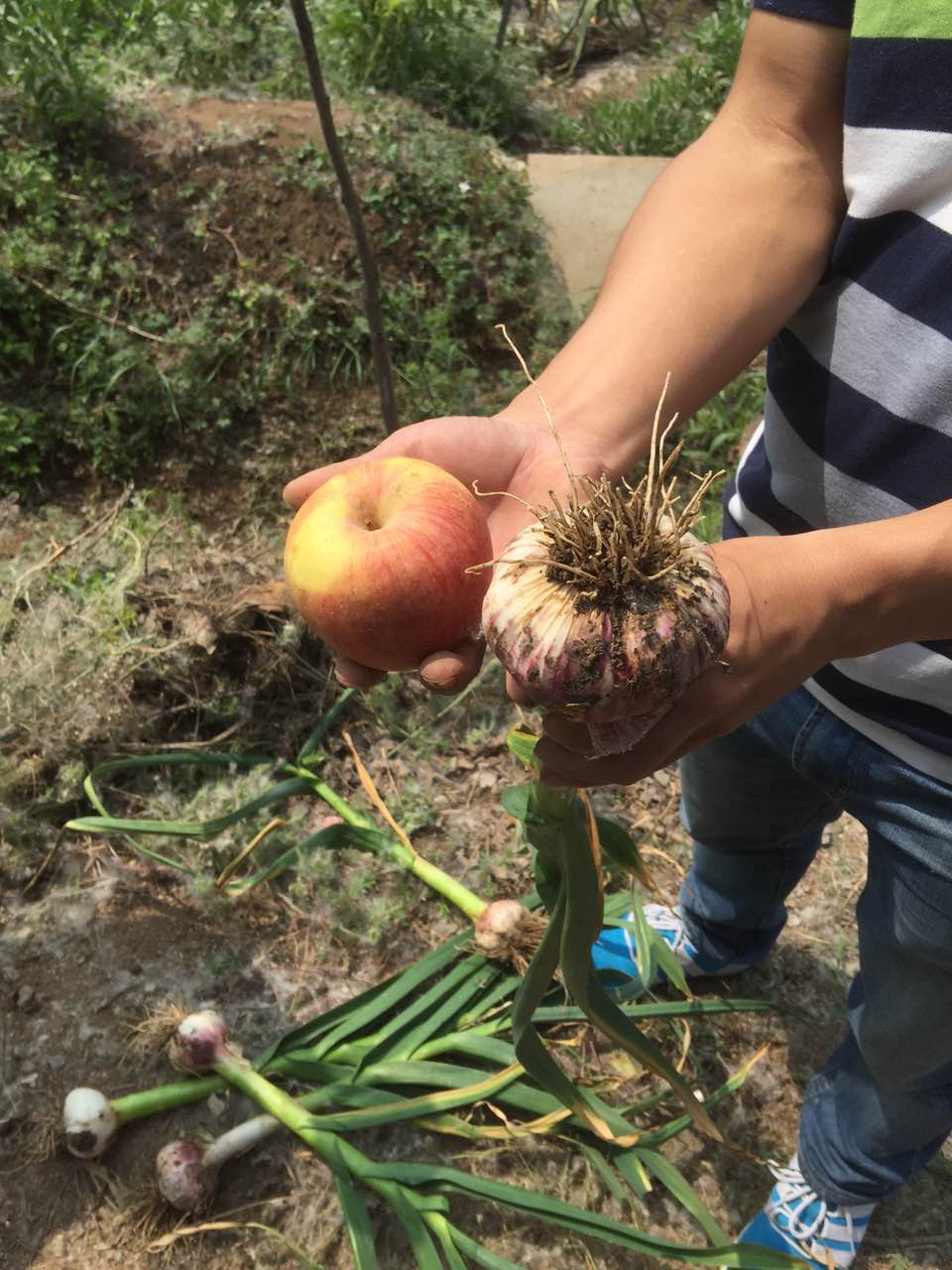 种植大蒜用硫酸钾复合肥，个头比苹果还大