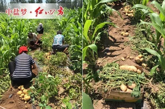 农民正在热火朝天的挖土豆，优质土豆用的是什么肥呢？