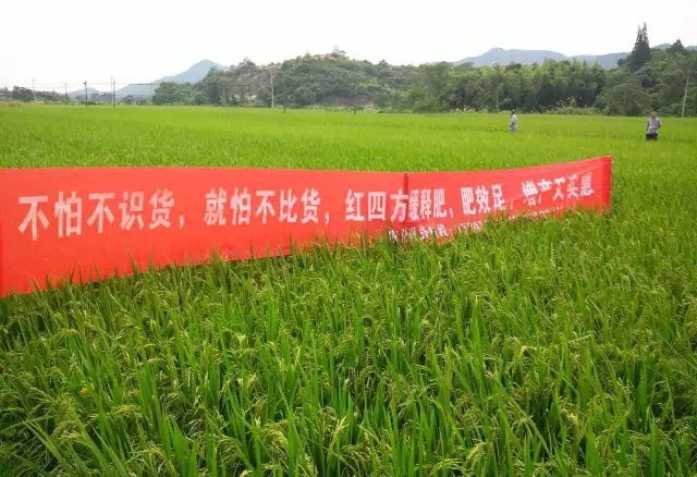 红四方水稻缓释肥陪伴我们迎来又一个丰收季！