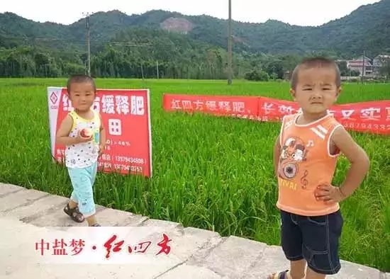 水稻缓释肥产品示范田