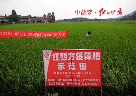 江西抚州东乡县的一块红四方缓释肥示范田