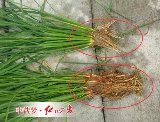 使用缓释肥与其他肥料水稻根系相比较明显发达，茎秆粗壮