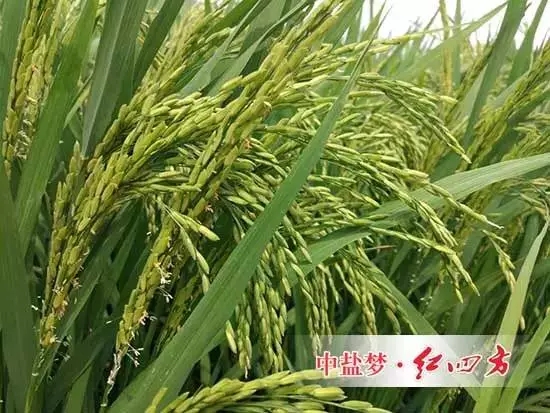 示范田里的水稻颗粒饱满
