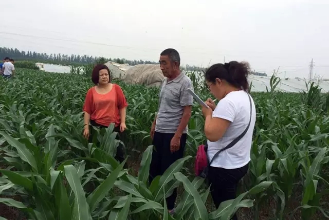 山东聊城高唐县土肥站工作人员在尹集镇花园村武克路的红四方玉米示范田