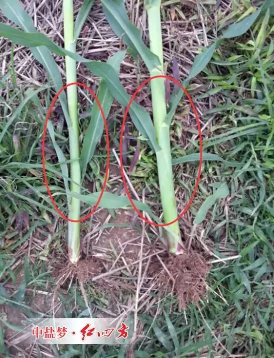 使用红四方控失肥的玉米（右边）茎秆明显粗壮