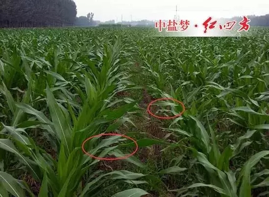 使用红四方控失肥的玉米（左边）叶片宽厚