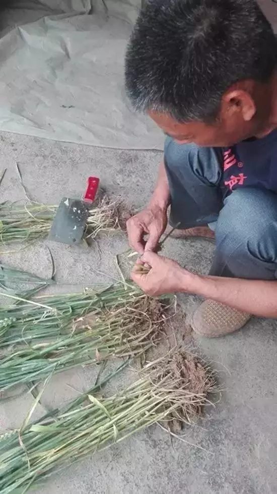 刘经理在做小麦秸秆横截面的切图。