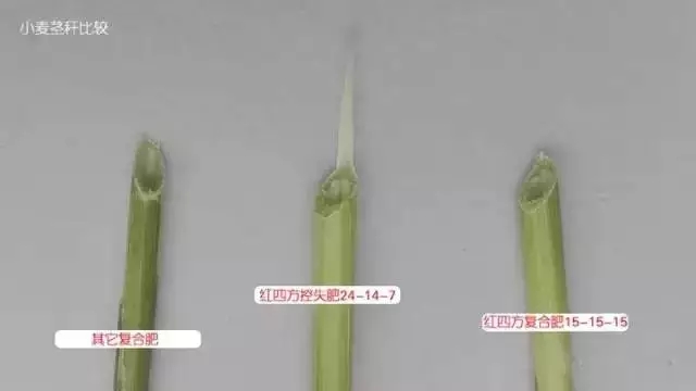 小麦茎秆比较，施用红四方控失肥的秸秆壁厚粗壮。