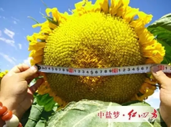 施用红四方水溶肥的葵花籽饱满、品质高,籽粒收购价每斤增加0.5元,葵花的产值每亩增加了880元,增幅达25%-27%。 施用红四方水溶肥的葵花籽饱满、品质高,籽粒收购价每斤增加0.5元,葵花的产值每亩增加了880元,增幅达25%-27%。