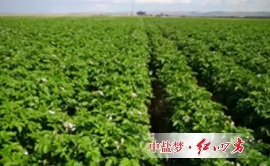 使用红四方水溶肥全程追肥,能够使马铃薯种植户实现增产增收。 使用红四方水溶肥全程追肥,能够使马铃薯种植户实现增产增收。