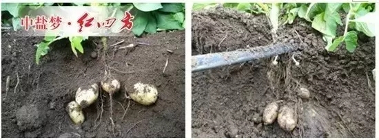 红四方水溶肥追肥处理（左）与常规施肥处理（右）地下部块茎的表现地下部块茎对比的差异也很显著，即在这一时期，施用红四方水溶肥的马铃薯，薯块膨大较大，大小均匀；常规施肥处理的马铃薯块茎还比较小。