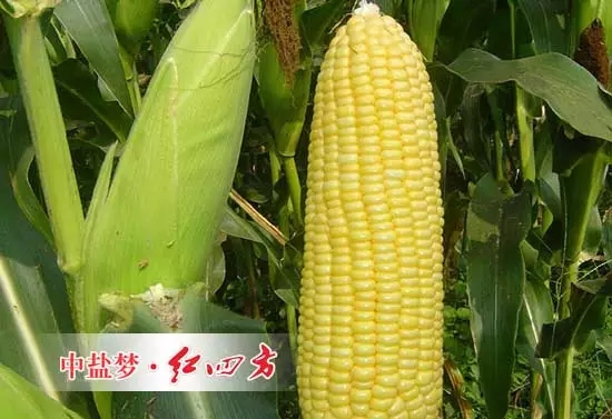 与常规灌 溉施肥相比,滴施液体肥可明显提高甜玉米对氮、磷、钾的吸收量;滴施液体肥处理甜玉米的穗重、穗长、穗粗、百粒重、行粒数、产量、糖度分别比常规施肥处理的高 15.1%、2.1%、8.5%、12.3%、6.8%、10.0%、11.7%。 与常规灌 溉施肥相比,滴施液体肥可明显提高甜玉米对氮、磷、钾的吸收量;滴施液体肥处理甜玉米的穗重、穗长、穗粗、百粒重、行粒数、产量、糖度分别比常规施肥处理的高 15.1%、2.1%、8.5%、12.3%、6.8%、10.0%、11.7%。