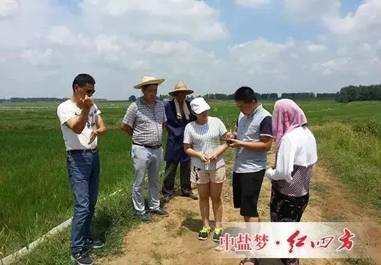 三伏出击，市场部农化服务人员为长风丰县下塘韩岗种植大户朱老板分析水稻长势差原因，寻找解决办法、解答种植疑惑。