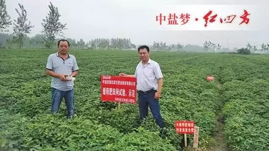 上午，在河南正阳土肥站刘站长、王刚的陪同下，我们一起去示范田观摩。红四方缓释肥示范田与普通肥效果比较显著，后期将继续跟踪&hellip;&hellip;.