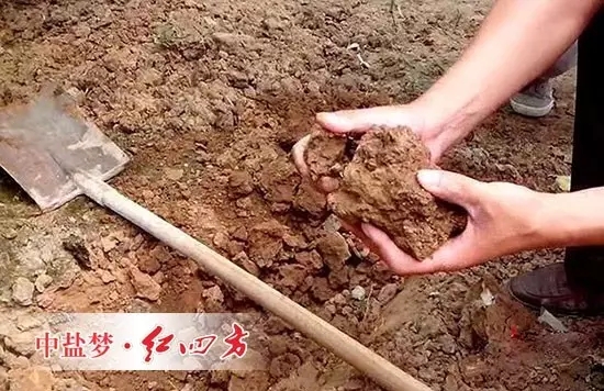 土壤板结如何消除