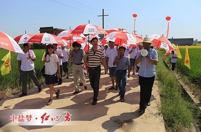 大户实地观摩红四方缓释肥水稻示范田