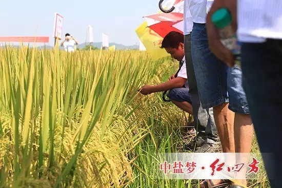 水稻施用缓释肥田间示范