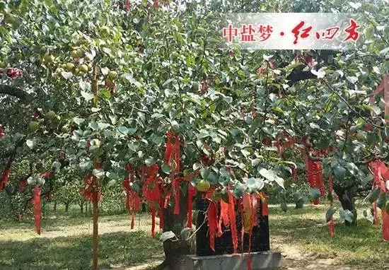 黄河故道示范区农业综合服务中心打造的“数字果园”梨树王示范点成为最亮的一颗“明星”。