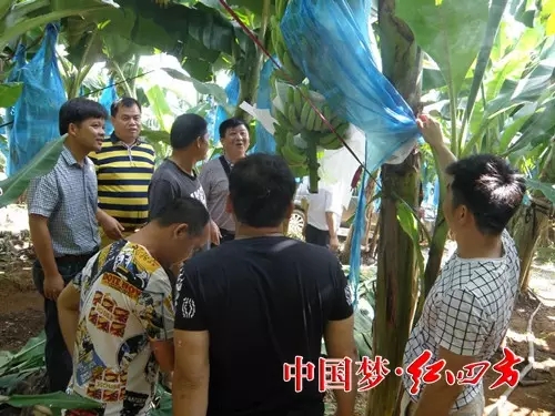 考察组深入田间地头走访坛洛镇种植大户