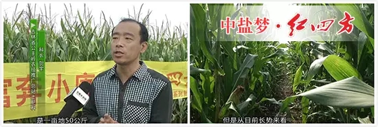 吉林省公主岭农技推广总站土肥科科长 贺宇