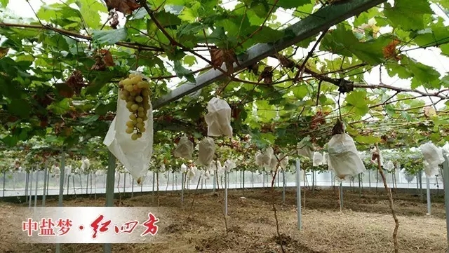 （套袋的葡萄快速生长）