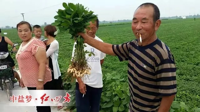 （甭看还没熟，可我家的花生粒子特别多，特别实）