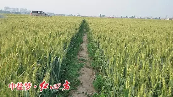 河北地区施用红四方的小麦穗粒饱满