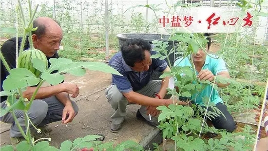 施红四方高钾型大量元素水溶肥