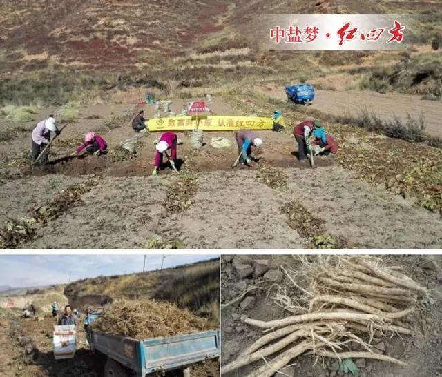 霜降季节过后，岷县的当归采挖就全面展开了…….