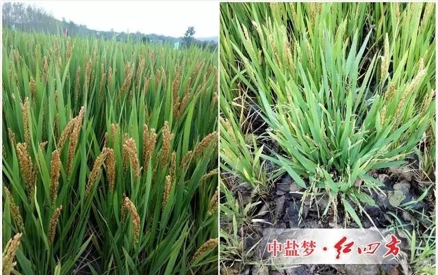 施用控失肥的水稻（左边）与对照田水稻长势对比