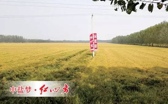 6月26日，在山东青州何官镇水渠村山药种植区，山药长势证明了红四方增效控失肥的肥效。