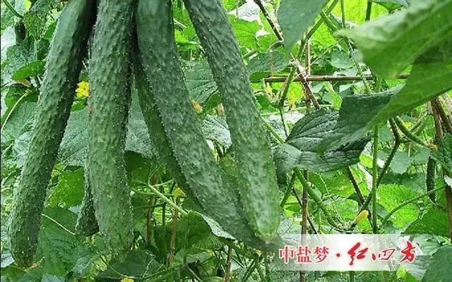 是一种提升光合作用产能营养物质和叶绿素、高级环保型植物增肥、增产、增色、叶片肥厚、干茎强壮的复合药膜