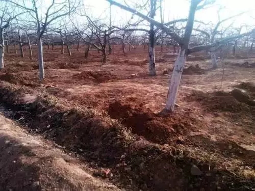 苹果园种植过程中科学施肥