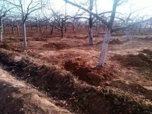 果园种植重视土壤养分含量