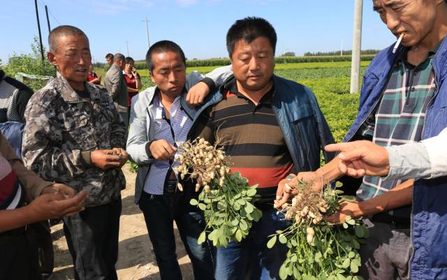 当地种植大户在示范田了解花生长势