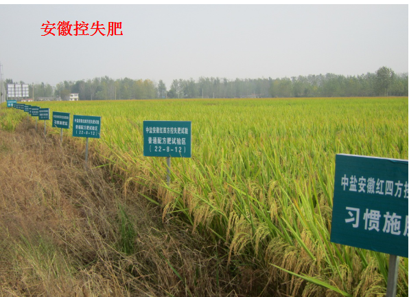 红四方水稻控失肥对比试验示范田